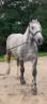 Castrone Percheron In vendita 2022 Grigio ,  Velour d'ecor