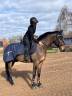 Castrone KWPN Cavallo da Sport Neerlandese In vendita 2020 Baio scuro ,  LIAMANT W