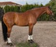 Castrone Lusitano In vendita 2019 Baio