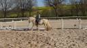 Castrone Altre Razze di Pony In vendita 2017 Palomino