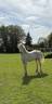 Puledra Welsh Poney (Sezione D), Welsh Cob  In vendita 2025 Crema ,  Ubiwan des colines