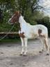 Castrone Cavallo da Sport di Colore In vendita 2022 Pezzato