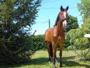 Vendo cavalla olandese del 2021