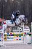 Puledro sBs Cavallo da Sport Belgio In vendita 2025 Baio scuro
