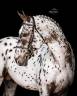 Puledro sBs Cavallo da Sport Belgio In vendita 2025 Baio scuro