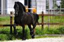 Puledro Frisone In vendita 2026 Nero