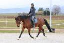 Castrone Cavallo da Sport Germano In vendita 2020 Baio