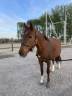 Cavalla Pony da Sella Belgio In vendita 2019 Sauro brul&eacute;