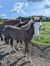 Puledro Paint Horse In vendita 2025 Sorrel ,  ROCK SONNY VERSARY