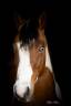 Castrone Paint Horse In vendita 2023 Tobiano