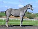 Intero KWPN Cavallo da Sport Neerlandese In vendita 2023 Grigio ,  Dallas vdl