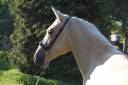 Cavalla PRE Andaluso In vendita 2023 Palomino ,  TREMENDO JL