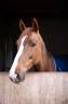 Cavalla KWPN Cavallo da Sport Neerlandese In vendita 2018 Sauro brul&eacute; ,  UNTOUCHABLE