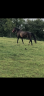 Cavalla KWPN Cavallo da Sport Neerlandese In vendita 2010 Baio scuro ,  KANNAN