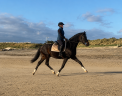 Cavalla KWPN Cavallo da Sport Neerlandese In vendita 2019 Baio scuro