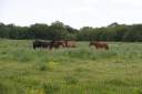 Alloggio equestre In vendita Maine-et-Loire