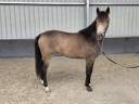 Cavalla sBs Cavallo da Sport Belgio In vendita 2023 Isabella