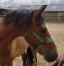 Cavalla New Forest In vendita 2023 Baio ,  Birkilds Balboa