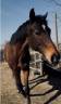 Cavallo purosangue inglese molto bravo Torino
