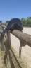 Sella da dressage Belloir  17.5" - 2012