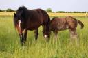 Puledra Shire In vendita 2026 Nero ,  Ruskington Quantum Lad
