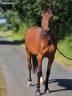 Cavalla Trottatore Francese In vendita 2016 Baio