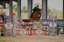 Cavalla PFS Pony Francese da Sella Noleggio 2013 Baio