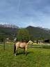 Cavalla PFS Pony Francese da Sella In vendita 2014 Isabella