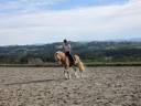 Castrone Haflinger In vendita 2019 Crine lavato ,  VOLTAIRE PENN