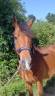 Castrone New Forest In vendita 2021 Baio ,  Birkilds Balboa