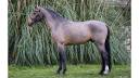 Castrone Pony da Sella Belgio In vendita 2016 Baio