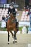 Castrone BWP Cavallo da Sangue Belgio In vendita 2011 Baio