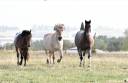 Istruttore di equitazione - Non salariato Part-time - Haute-Garonne Francia