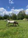 Cavalla Connemara In vendita 2017 Grigio