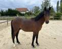 Castrone PFS Pony Francese da Sella In vendita 2024 Baio ,  Jogry d&rsquo;Odival