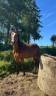 Cavalla sBs Cavallo da Sport Belgio In vendita 2013 Baio