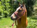 CAVALLO AMERICANO*DOCUMENTI*DOMATO*CASTRONE*PERFETTO