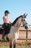 Castrone KWPN Cavallo da Sport Neerlandese In vendita 2019 Isabella