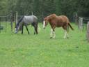 Propriet&agrave; equestre In vendita Seine-et-Marne
