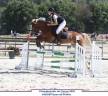 Castrone PFS Pony Francese da Sella In vendita 2020 Crine lavato