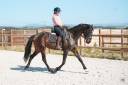 Cavalla KWPN Cavallo da Sport Neerlandese In vendita 2020 Baio
