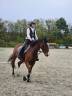Cavalla KWPN Cavallo da Sport Neerlandese In vendita 2020 Baio ,  DARIUS DU KASAI