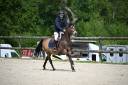 Castrone PFS Pony Francese da Sella In vendita 2013 Isabella ,  VIERSEN K