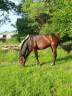 Castrone Trottatore Francese In vendita 2016 Baio scuro