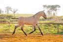 Puledro Lusitano In vendita 2025 Dun