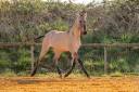 Puledro Lusitano In vendita 2025 Dun