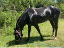 Pony da competizione 