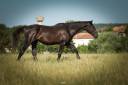 Castrone Sella Francese In vendita 2023 Nero ,  BALOU DU ROUET