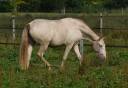 Cavalla Lusitano In vendita 2023 Perla ,  Xavante SS