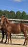 Puledra New Forest In vendita 2025 Sauro ,  L'ancelot du m&eacute;nage